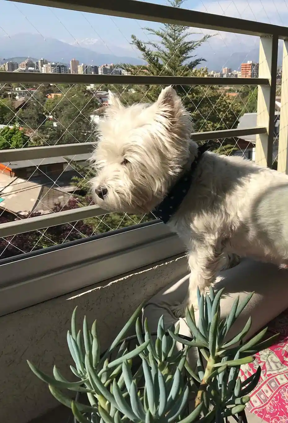 malla de seguridad para perros instalada en balcón 5×5